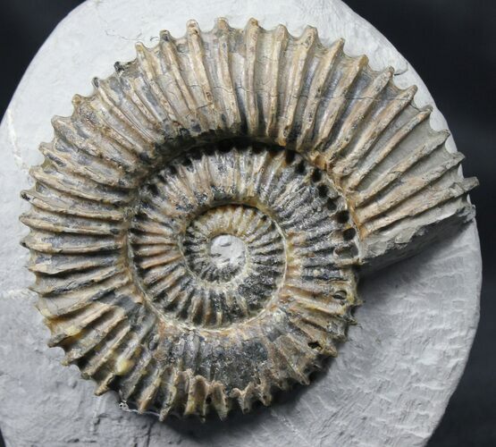 Aegocrioceras Ammonite - Germany #31377